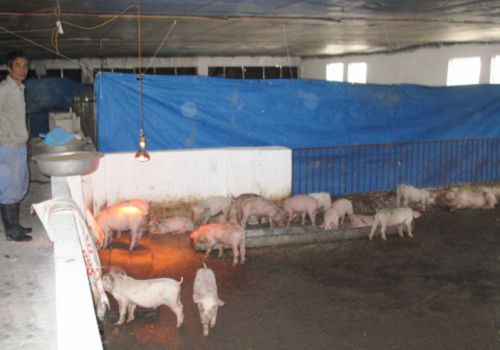 Thái Thụy (Thái Bình): Ngăn chặn bệnh dịch tả lợn châu Phi lây lan trên diện rộng