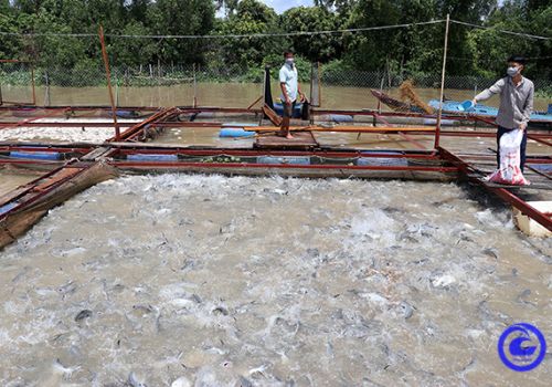 Các hộ nuôi cá lồng, bè trên sông Tiền Giang duy trì sản xuất trong đại dịch