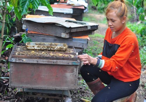 Lâm Đồng: Nuôi ong mật theo hướng an toàn sinh học trong vùng đồng bào dân tộc