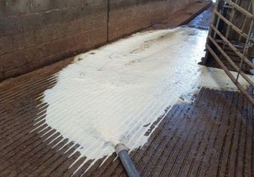 Anh: Thiếu lao động, nông dân đổ bỏ hàng chục nghìn lít sữa