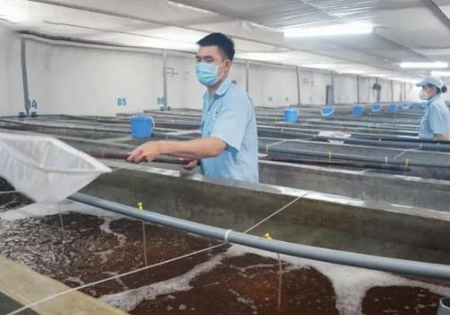 Quảng Ninh đặt mục tiêu tăng gần gấp đôi sản lượng tôm nuôi