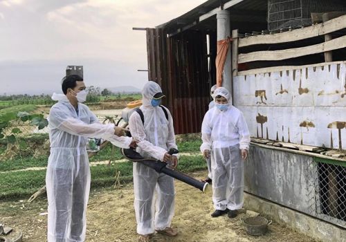 Quảng Bình: Xuất hiện ổ dịch tả lợn châu Phi tại huyện Quảng Trạch