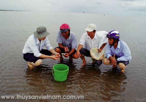 Tăng cường quản lý nuôi tôm, ngao