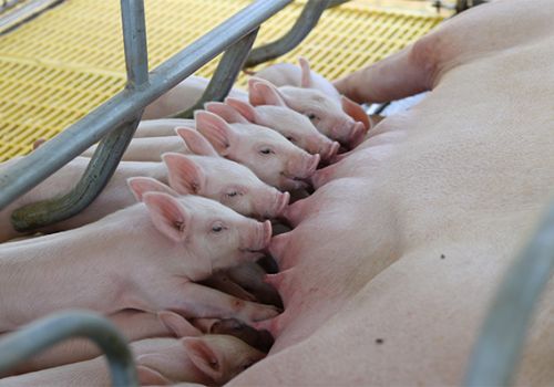 Kiểm soát tiêu chảy heo con sau cai sữa
