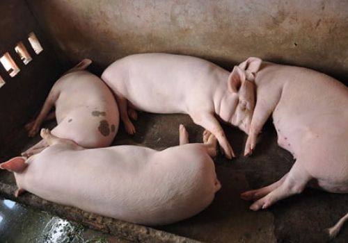 Ngăn chặn nguy cơ dịch tả lợn châu Phi bùng phát tại Vĩnh Phúc