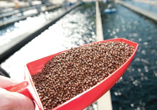 Lựa chọn thức ăn hợp lý cho tôm thẻ chân trắng