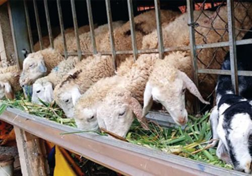 Ngăn ngừa bệnh tụ huyết trùng ở cừu
