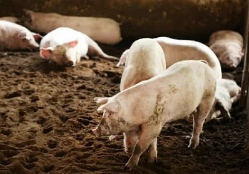 Sản lượng lợn của Trung Quốc quý I/2022 tăng