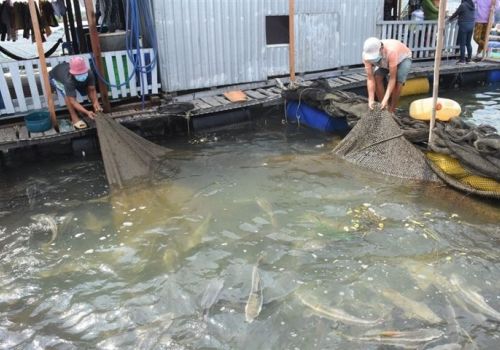 Nông dân Bà Rịa – Vũng Tàu đang ế hơn 500 tấn cá, tôm