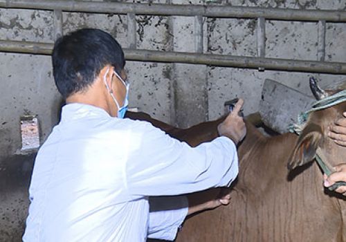 Thanh Hóa: Đẩy mạnh tuyên truyền phòng, chống dịch bệnh viêm da nổi cục trên trâu, bò