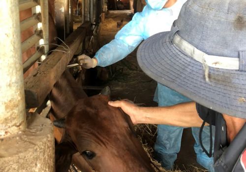Tây Ninh: Dịch viêm da nổi cục ở trâu, bò được khống chế
