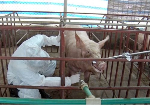 T.P Sông Công (Thái Nguyên): Kịp thời khống chế ổ dịch tả lợn châu Phi