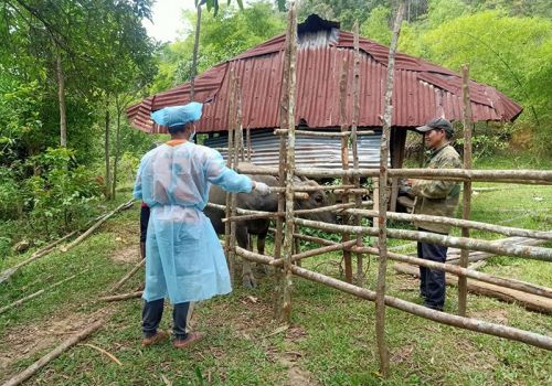 Tây Giang (Quảng Nam): Tập trung phòng chống rét, dịch bệnh mùa đông cho trâu bò