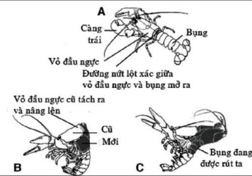 Chăm sóc tôm giai đoạn lột xác