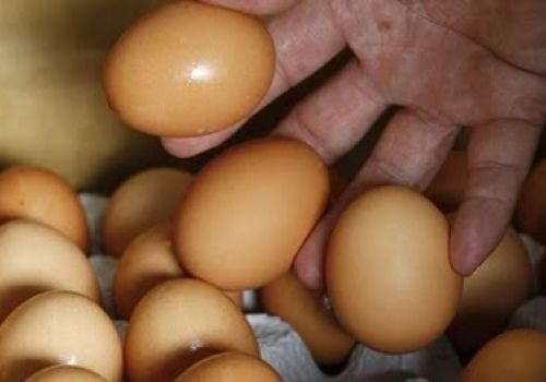 Đá vôi có thể là nguyên nhân của việc nứt trứng