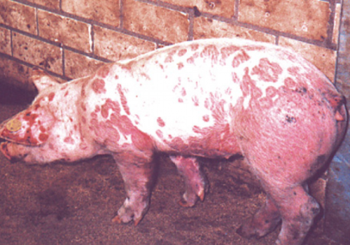 Bệnh tụ huyết trùng trên heo và cách phòng trị bệnh cho bà con chăn nuôi