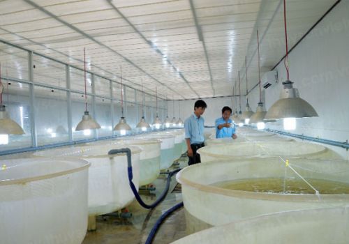 Kỹ thuật ương tôm siêu thâm canh 3 giai đoạn