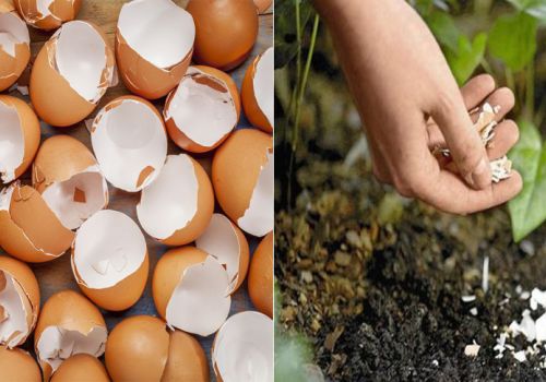 Vỏ trứng gà liệu có lợi ích trong thức ăn thủy sản?