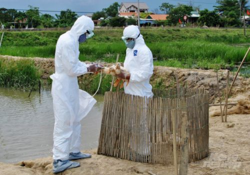 6.000 con gia cầm bị chết, buộc tiêu huỷ vì nhiễm cúm A/H5N8