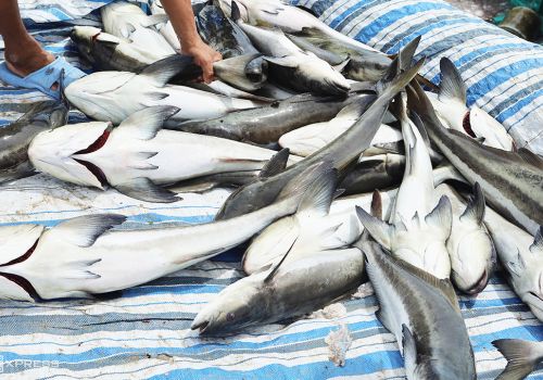 Hơn 2 tấn cá bớp nuôi bè bị chết