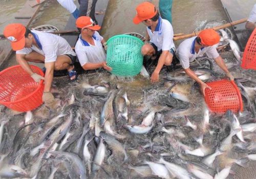 Thêm doanh nghiệp Việt được hưởng thuế chống bán phá giá 0% khi xuất cá tra vào Mỹ