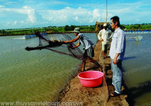 Quản lý độ pH trong ao nuôi tôm