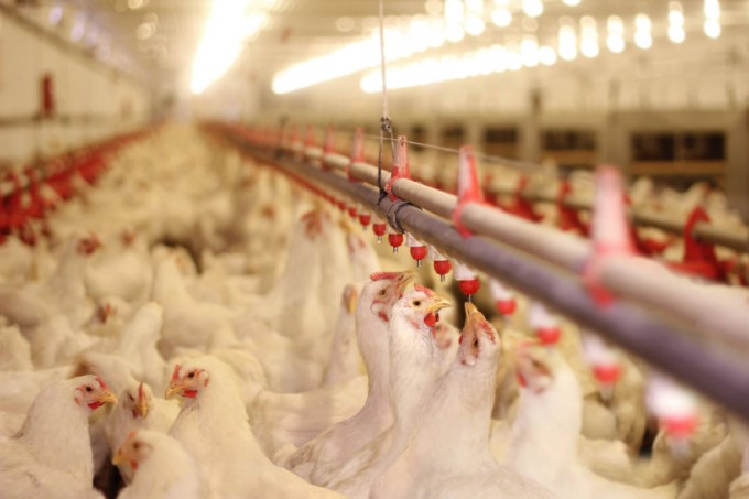 Dấu hiệu nhận biết cúm gia cầm độc lực cao A/H5N8