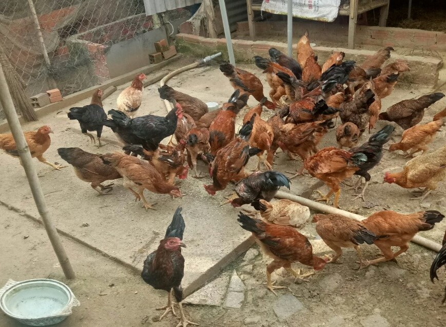Tây Ninh: Hiệu quả nuôi gà bằng thức ăn ủ men vi sinh