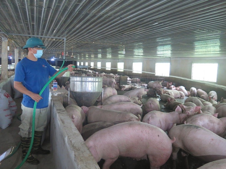‘Bắt tay’ doanh nghiệp chăn nuôi lợn gia công, mở hướng làm giàu