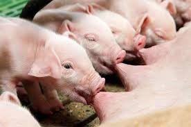 10 bước cân bằng năng lượng trong thức ăn cho lợn