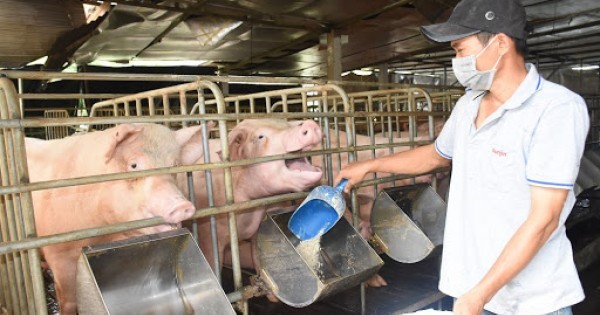 2. Lợi bất cập hại Giá lợn xuống thấp người chăn nuôi chọn thức ăn giá rẻ nhưng kém chất lượng