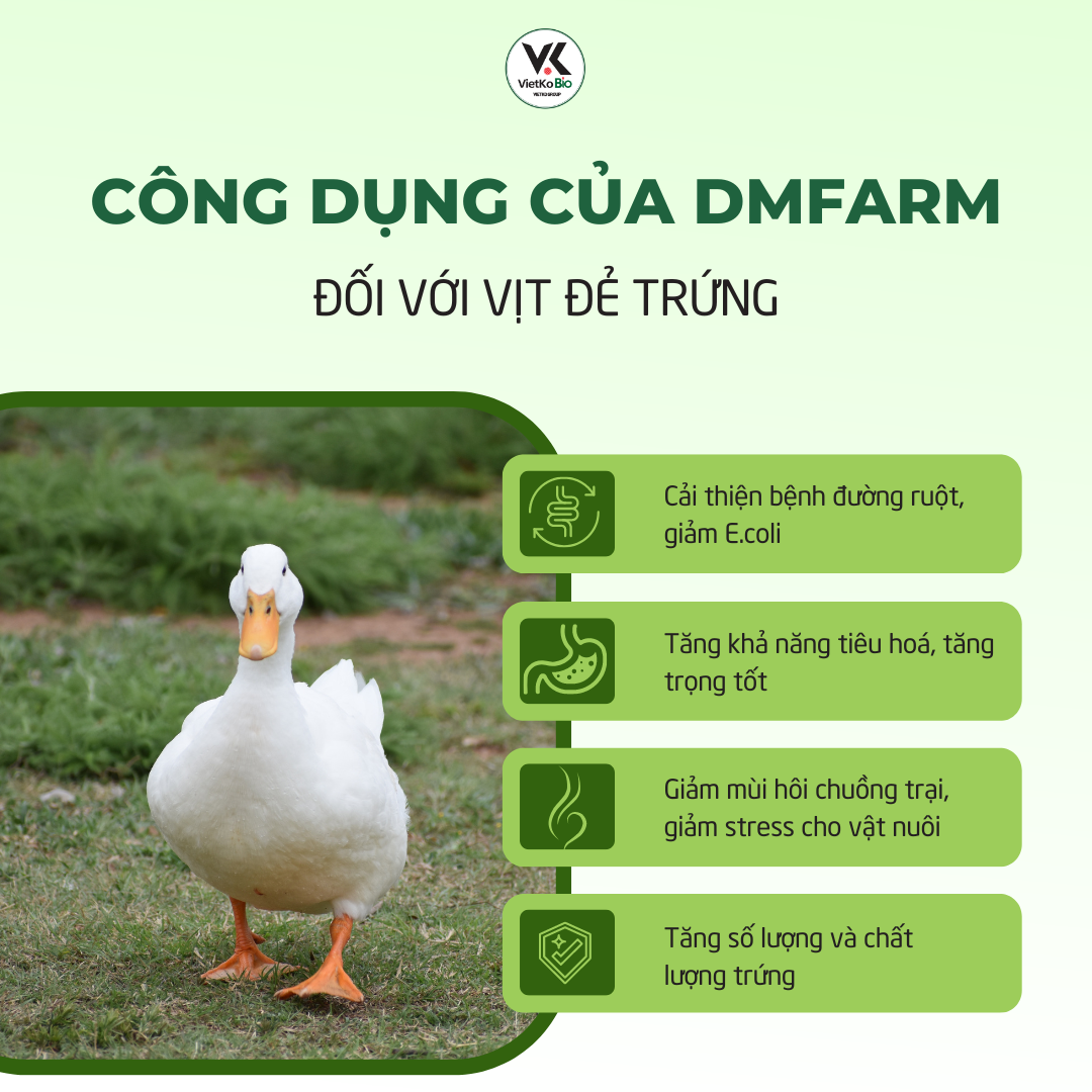 CÔNG DỤNG CỦA DMFARM VỚI VỊT ĐẺ TRỨNG