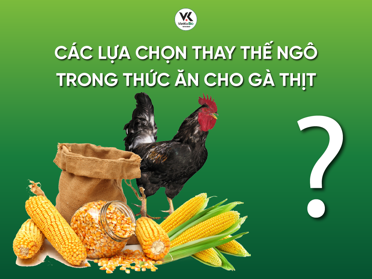 Các lựa chọn thay thế ngô trong thức ăn cho gà thịt