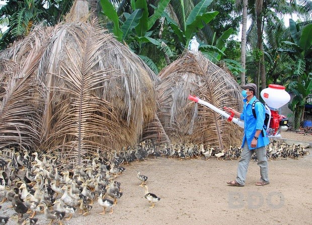 Đồng bộ nhiều giải pháp phòng, chống dịch cúm gia cầm lây sang người