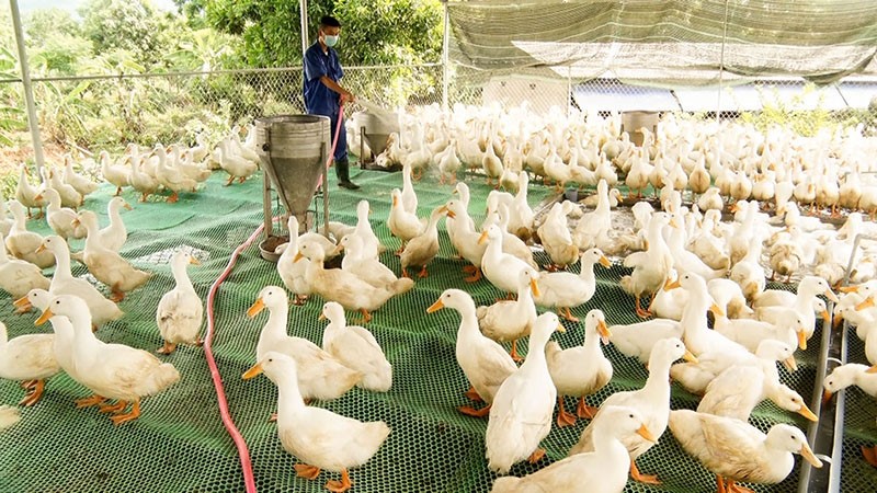 Quảng Trị: Hiệu quả từ chăn nuôi vịt trên sàn lưới tại Hướng Hóa