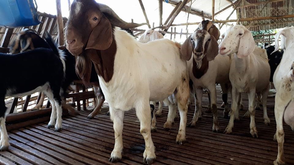 Dê Boer – Mô hình mới cho người chăn nuôi