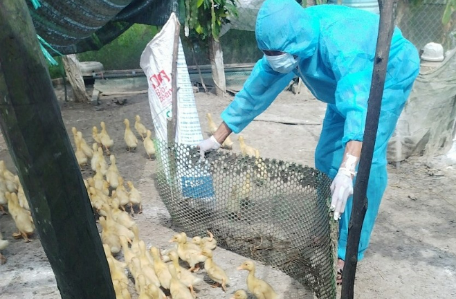 Xuất hiện dịch cúm gia cầm H5N1 tại tỉnh Quảng Trị