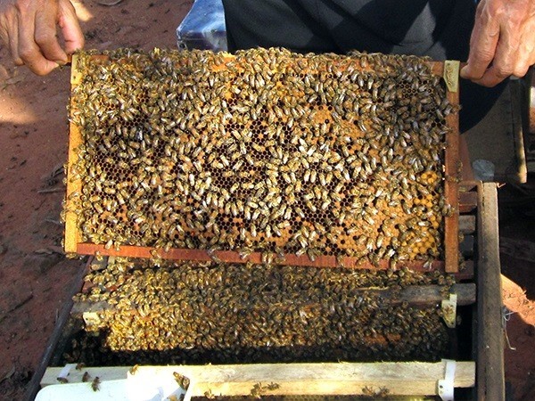 Bí quyết nghề nuôi ong ở Tấu Lìn