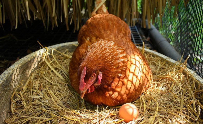 Dinh dưỡng để gà đẻ trứng tốt trong mùa hè