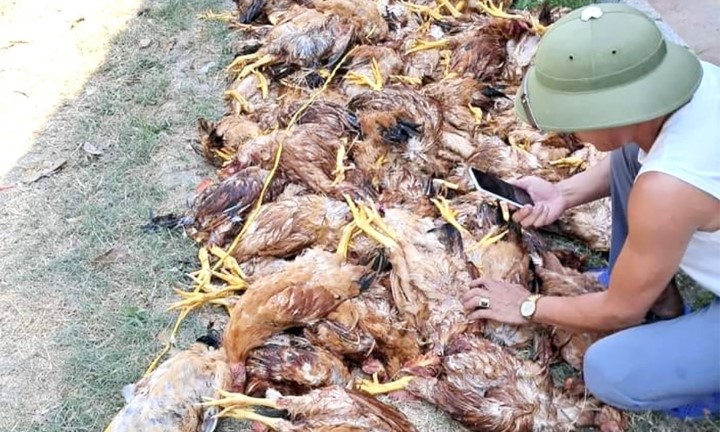 Mất điện đột ngột lúc nắng nóng, trang trại thiệt hại gần 1.000 con gà