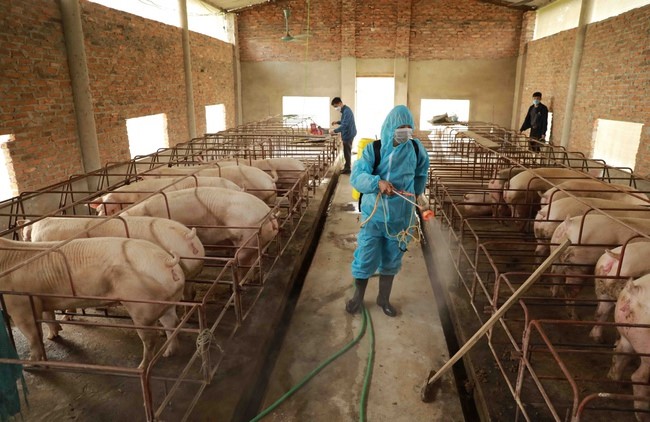 Tại sao Việt Nam có đàn gia súc gia cầm top đầu thế giới nhưng xuất khẩu lại ít?