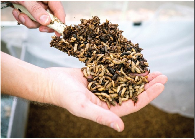 Mô hình nuôi ruồi lính đen làm thức ăn chăn nuôi 2