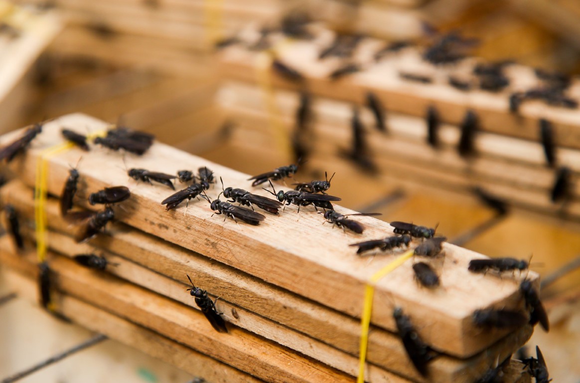 Mô hình nuôi ruồi lính đen làm thức ăn chăn nuôi