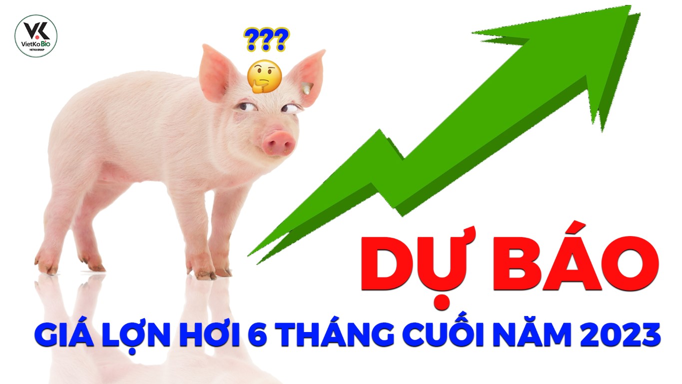 Dự báo diễn biến giá lợn hơi 6 tháng cuối năm 2023