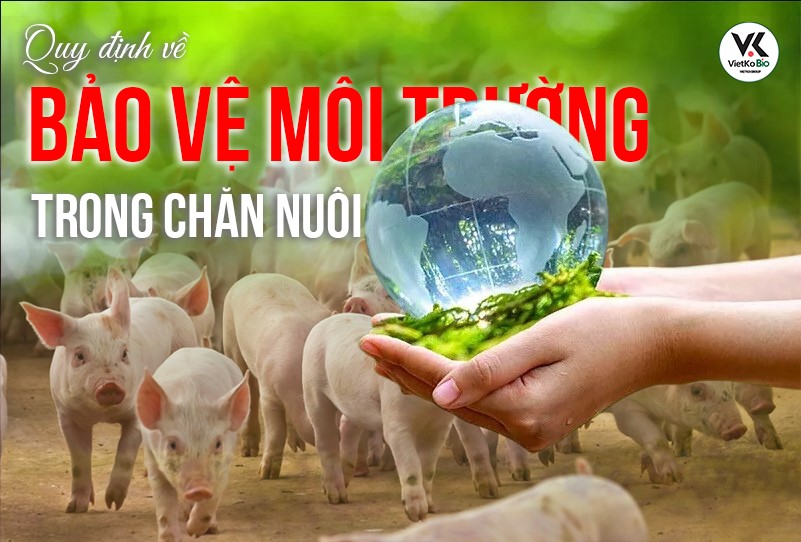 Thum Quy định về bảo vệ môi trường trong chăn nuôi