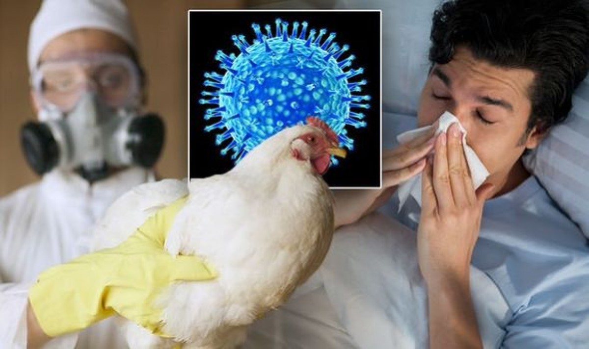 WHO cảnh báo nguy cơ lây nhiễm cúm gia cầm ở người