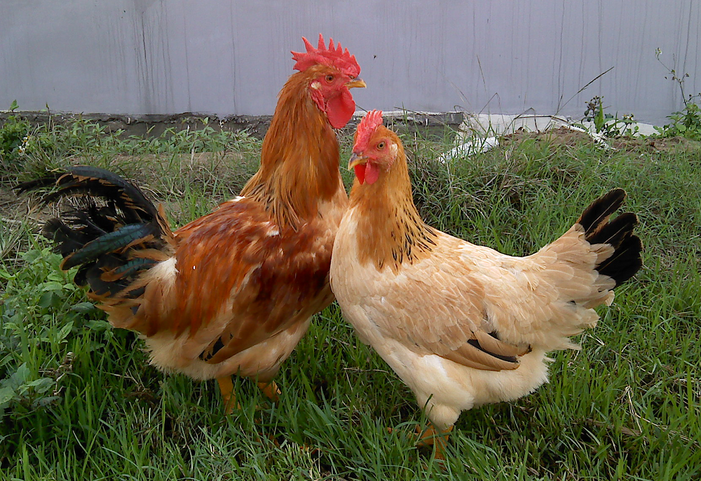 5 giống gà thịt cho hiệu quả kinh tế cao