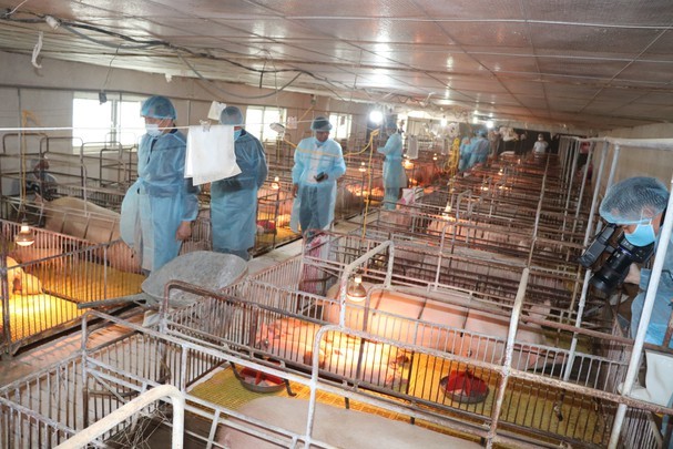 Quyết định mới của Chính phủ về mức hỗ trợ phòng, chống dịch tả lợn châu Phi