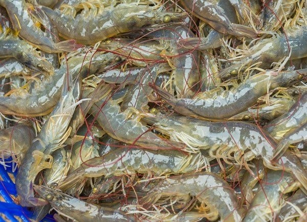 animal-nutrition_animals_aqua_shrimp_prawn