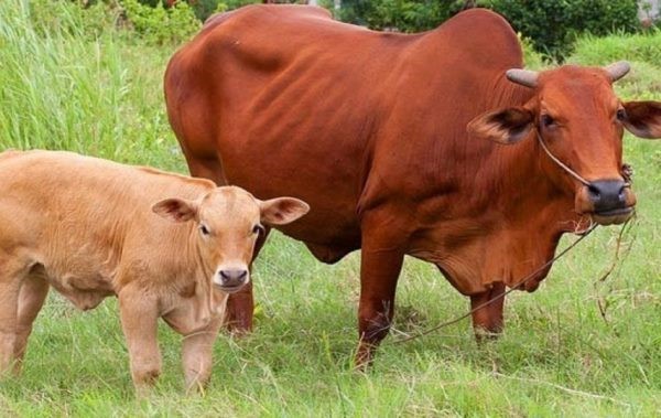 Nghiên cứu tăng hiệu quả của việc chăn nuôi bò